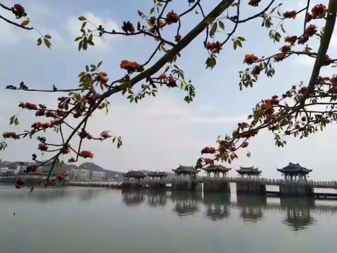 潮州滨江长廊春天有多美？木棉花开如火焰
