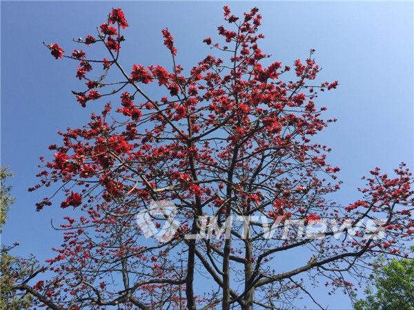 潮州滨江长廊春景_潮州四季风景_美丽的滨江长廊