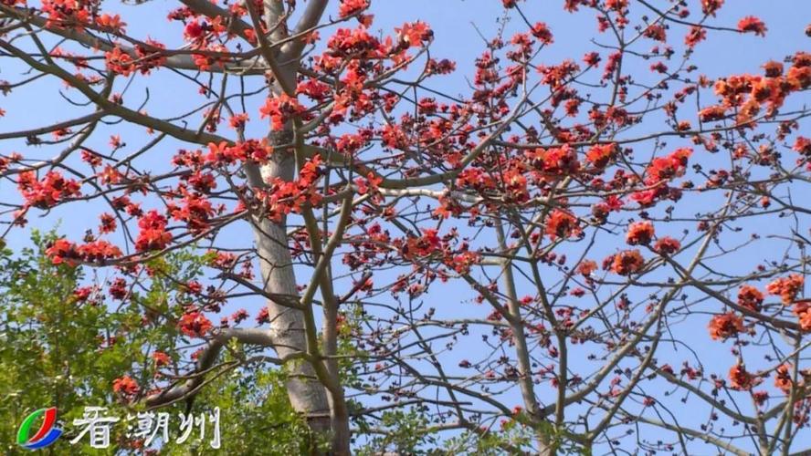 潮州四季风景_美丽的滨江长廊_潮州滨江长廊春景